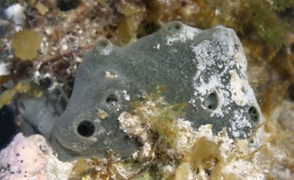 Grey-green coloured sea sponge sitting in a bed of white and green-coloured coral 